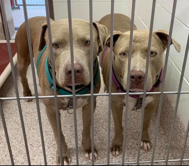 Adopt a friend: Reddit and Bella